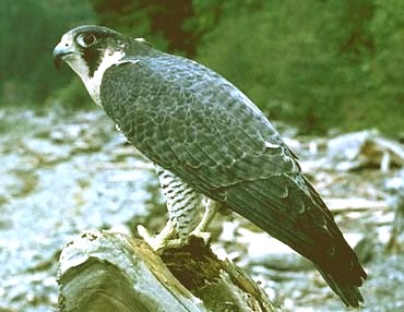 boreal falcon