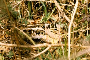 AMERICAN WOODCOCK  Scolopax minor 