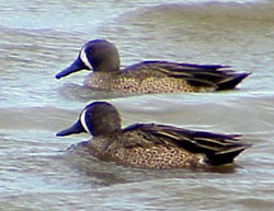Blue-winged Teal Anas discors