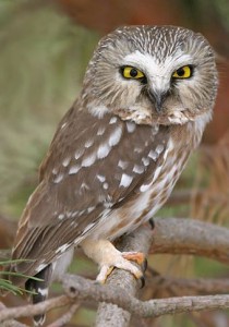 NORTHERN SAW-WHET OWL  Aegolius acadicus