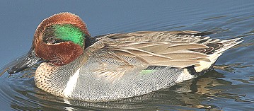 GREEN-WINGED TEAL  Anas crecca