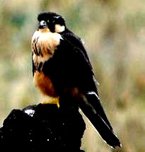 APLOMADO FALCON  Falco femoralis