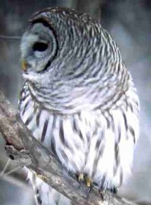 BARRED OWL  Strix varia