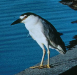 BLACK-CROWNED NIGHT-HERON   Nycticorax nycticorax