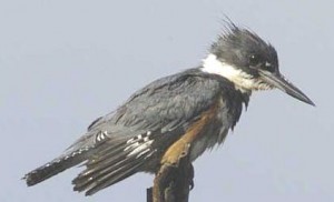 BELTED KINGFISHER  Megaceryle alcyon