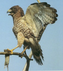 broad winged hawk