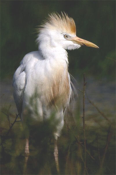 Western Cattle Egret Identification, All About Birds, Cornell Lab of  Ornithology