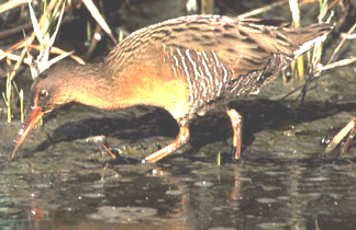 Clapper Rail Identification, All About Birds, Cornell Lab of Ornithology