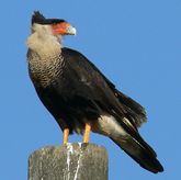 CRESTED CARACARA Caracara cheriway