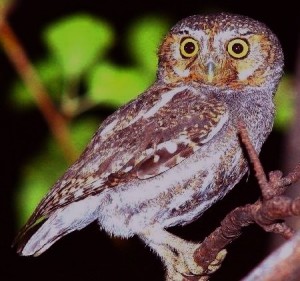 ELF OWL  Microthene whitneyi