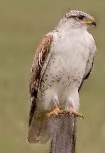 FERRUGINOUS HAWK  Buteo regalis