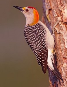 GOLDEN-FRONTED WOODPECKER  Melanerpes aurifrons