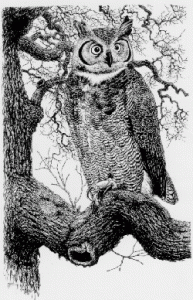 GREAT HORNED OWL Bubo virginianus