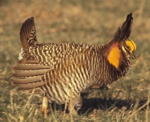 GREATER PRAIRIE- CHICKEN  Tympanuchus cupido