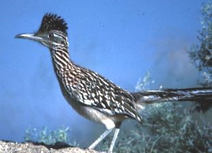 GREATER ROADRUNNER  The Texas Breeding Bird Atlas