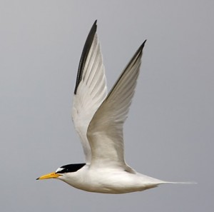 LEAST TERN       Sterna antillarum