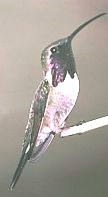  LUCIFER HUMMINGBIRD  Calothorax lucifer