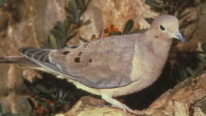 MOURNING DOVE  Zenaida macroura