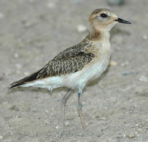 MOUNTAIN PLOVER  Charadrius montanus