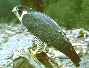 PEREGRINE FALCON  Falco peregrinus