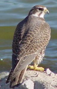 falcon birds of prey texas