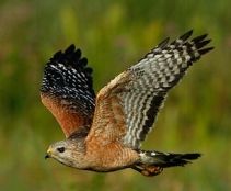 RED-SHOULDERED HAWK  Buteo lineatus