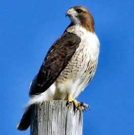 Most Common Birds of Prey in Texas