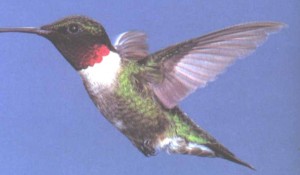 RUBY-THROATED HUMMINGBIRD  Archilochus colubris