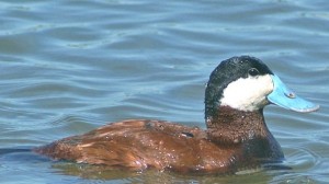 RUDDY DUCK  Oxyura jamaicensis