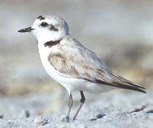 SNOWY PLOVER  Charadrius alexandrinus