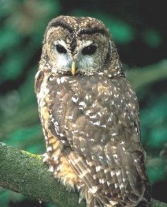 SPOTTED OWL  Strix occidentalis