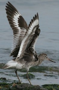 WILLET  Catoptrophorus semipalmatus