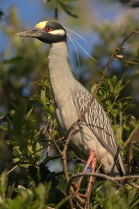 YELLOW-CROWNED NIGHT-HERON  Nyctanassa violacea