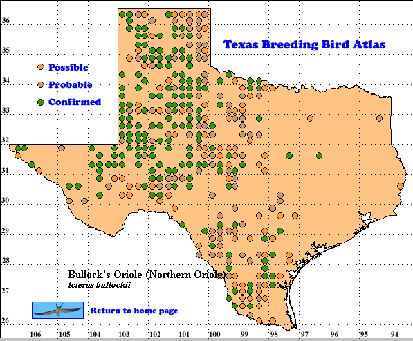 Orioles of Texas (7 Species to Know)