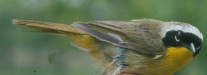 COMMON YELLOWTHROAT