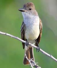 BROWN-CRESTED FLYCATCHER  Myiarchus tyrannulus
