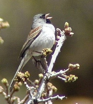 BLACK-CHINNED SPARROW