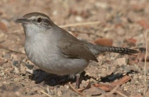 BEWICK'S WREN  Thryomanes bewickii