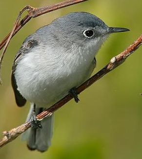 Blue-gray Gnatcatcher (Catching Insects)