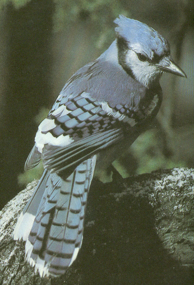 Blue Jay Pair Couple of Blue Jays Male and Female Blue Jay 