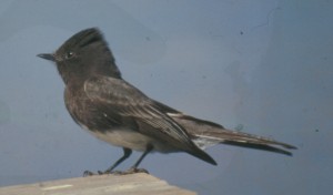 BLACK PHOEBE  Sayornis nigricans