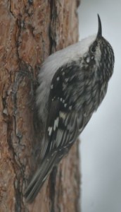 BROWN CREEPER  Certhia americana