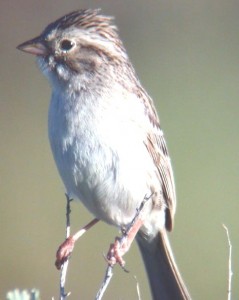 BREWER'S SPARROW