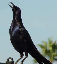 BOAT-TAILED GRACKLE 