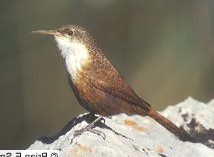 CANYON WREN  Catherpes mexicanus 