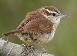 CAROLINA WREN  Thryothorus ludovicianus