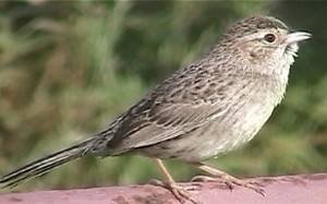 CASSIN'S SPARROW