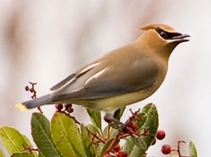 CEDAR WAXWING