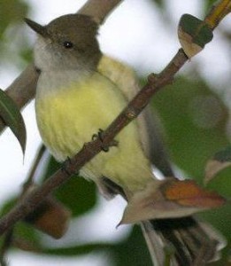 DUSKY-CAPPED FLYCATCHER Myiarchus tuberculifer