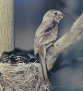 DUSKY FLYCATCHER  Empidonax oberholseri